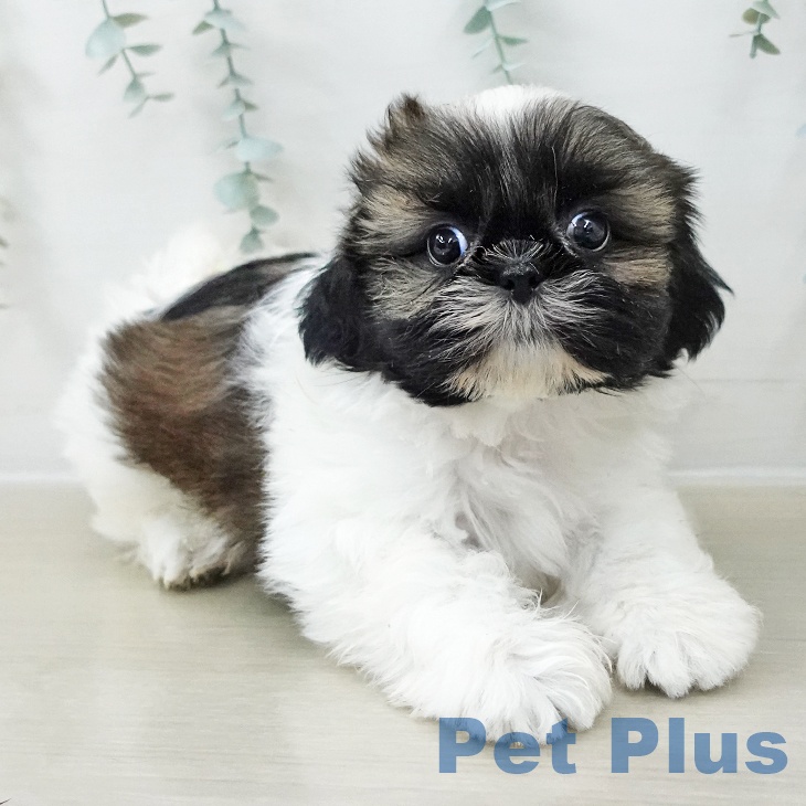 茨城県のシーズー (ペッツワン 古河店/2025年11月8日生まれ/女の子/ホワイトゴールド)の子犬の2枚目の画像