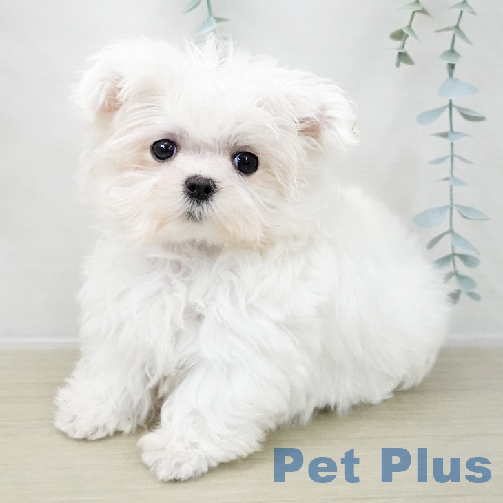 埼玉県のマルチーズ (ペットプラス ららぽーと富士見店/2025年11月8日生まれ/女の子/ホワイト)の子犬の1枚目の画像