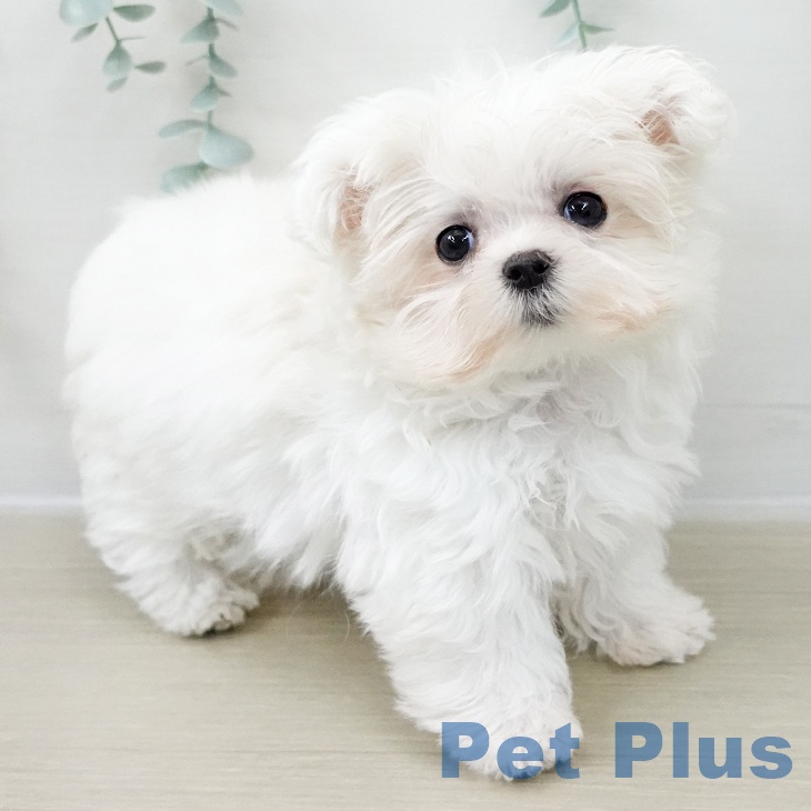 埼玉県のマルチーズ (ペットプラス ららぽーと富士見店/2025年11月8日生まれ/女の子/ホワイト)の子犬の2枚目の画像
