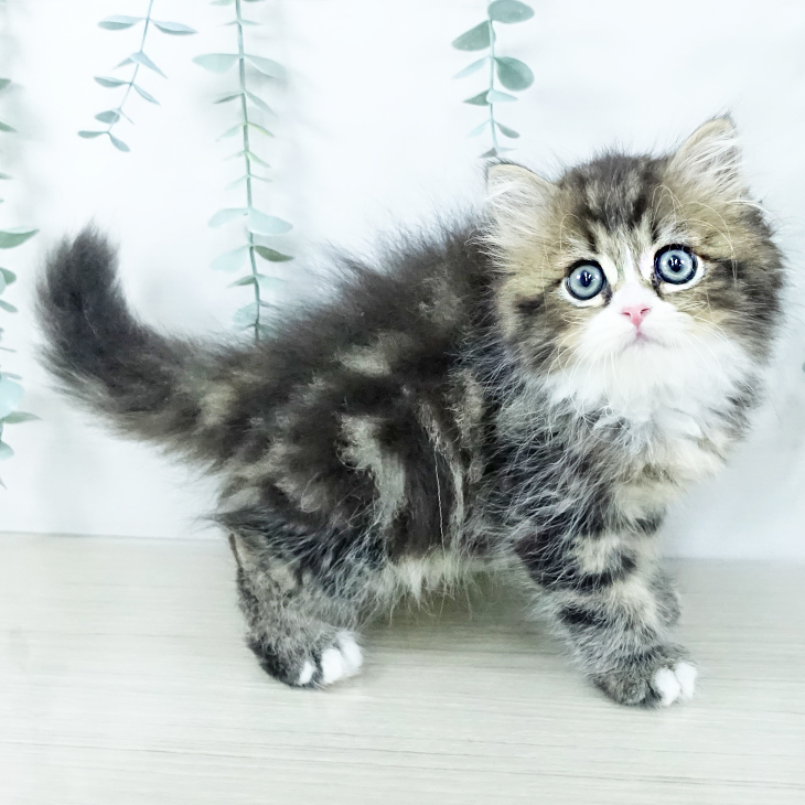 茨城県のスコティッシュフォールド (ペッツワン つくば店/2025年11月13日生まれ/男の子/ブラウンタビーホワイト)の子猫の1枚目の画像