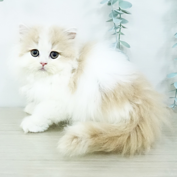 スコティッシュフォールド