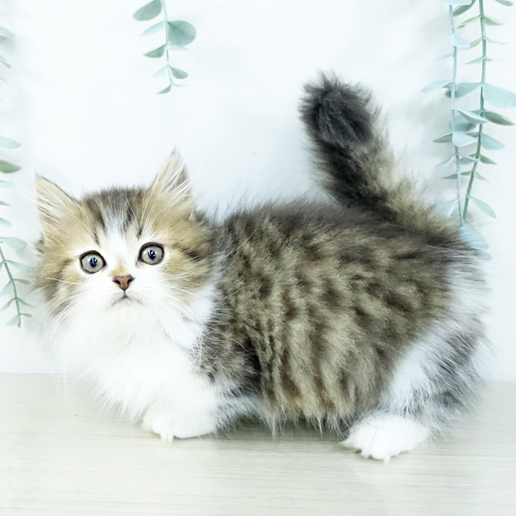 埼玉県のマンチカン (ペットプラス ららぽーと富士見店/2025年11月10日生まれ/男の子/ブラウンタビーホワイト)の子猫の1枚目の画像