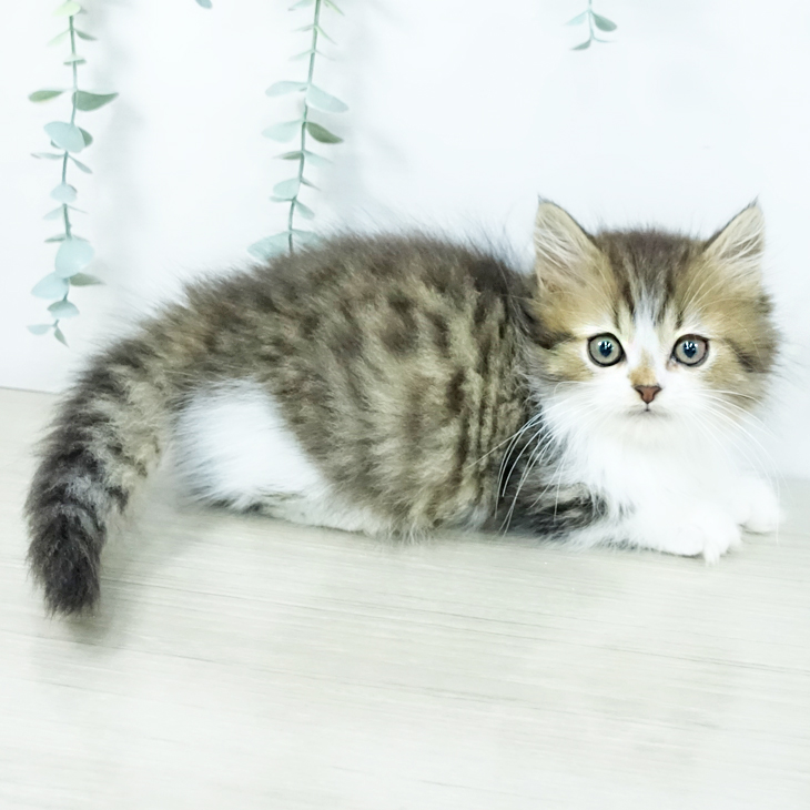 埼玉県のマンチカン (ペットプラス ららぽーと富士見店/2025年11月10日生まれ/男の子/ブラウンタビーホワイト)の子猫の2枚目の画像