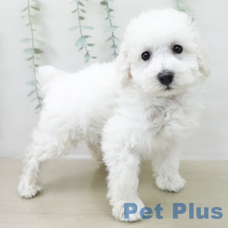 千葉県のトイプードル(トイ) (ペットプラス 幕張新都心店/2025年11月17日生まれ/男の子/ホワイト)の子犬の1枚目の画像