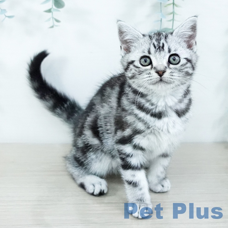 千葉県のアメリカンショートヘアー (ペットプラス 幕張新都心店/2025年11月11日生まれ/女の子/シルバータビー)の子猫の1枚目の画像