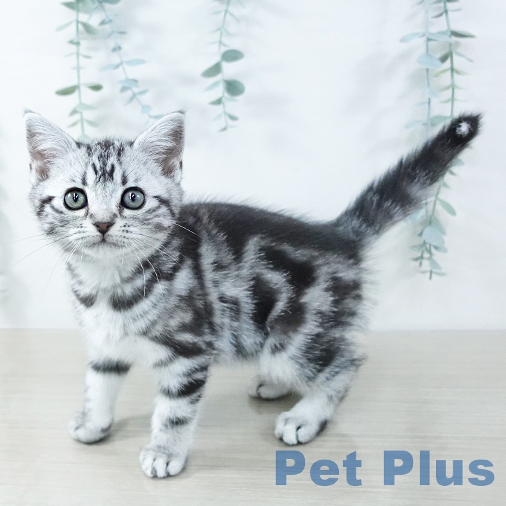 千葉県のアメリカンショートヘアー (ペットプラス 幕張新都心店/2025年11月11日生まれ/女の子/シルバータビー)の子猫の2枚目の画像
