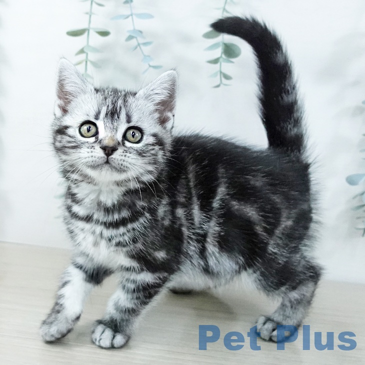 茨城県のアメリカンショートヘアー (ペッツワン つくば店/2025年11月11日生まれ/女の子/シルバータビー)の子猫の1枚目の画像