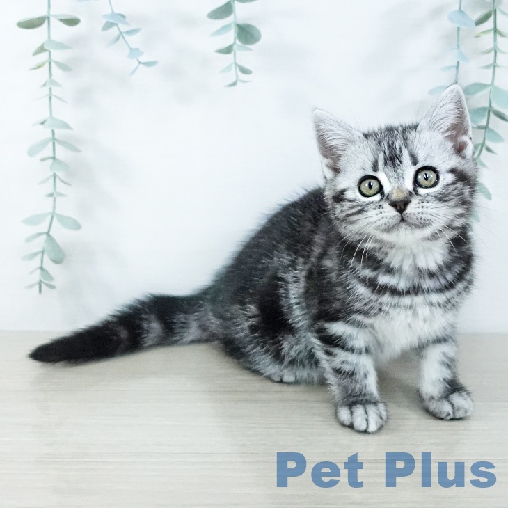 茨城県のアメリカンショートヘアー (ペッツワン つくば店/2025年11月11日生まれ/女の子/シルバータビー)の子猫の2枚目の画像