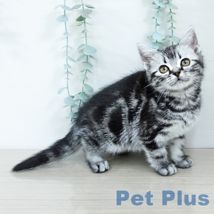 埼玉県のアメリカンショートヘアー (ペットプラス コクーンシティ店/2025年11月11日生まれ/女の子/シルバータビー)の子猫の1枚目の画像