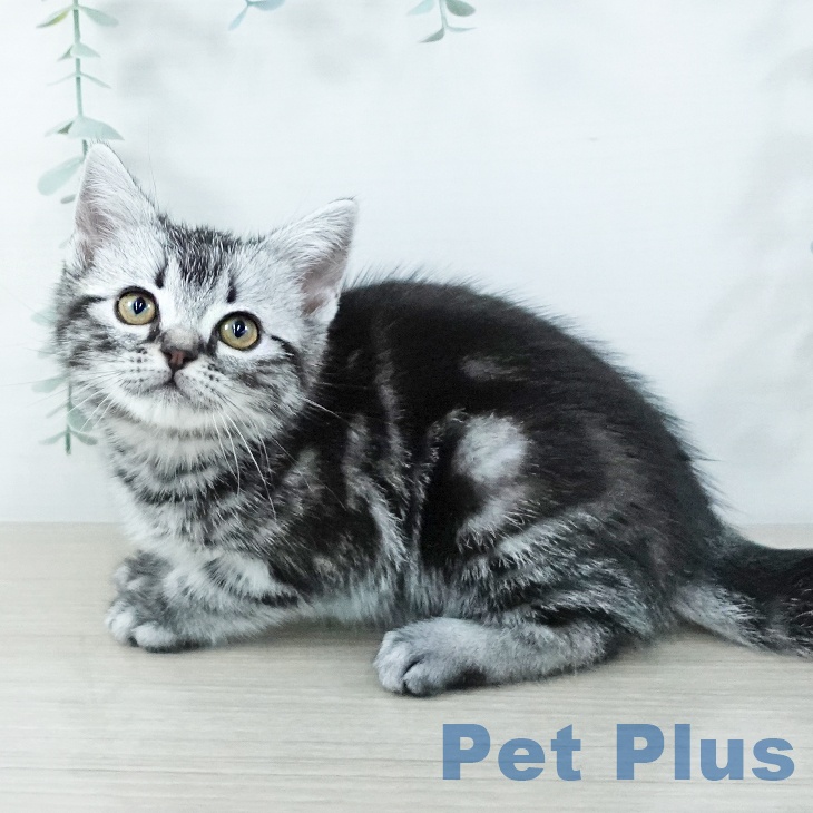 埼玉県のアメリカンショートヘアー (ペットプラス コクーンシティ店/2025年11月11日生まれ/女の子/シルバータビー)の子猫の2枚目の画像