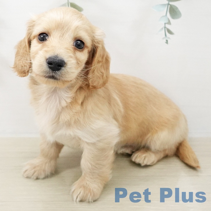 埼玉県のミニチュアダックスフンド(ロング) (ペットプラス ららぽーと富士見店/2025年11月18日生まれ/男の子/レッド)の子犬の1枚目の画像