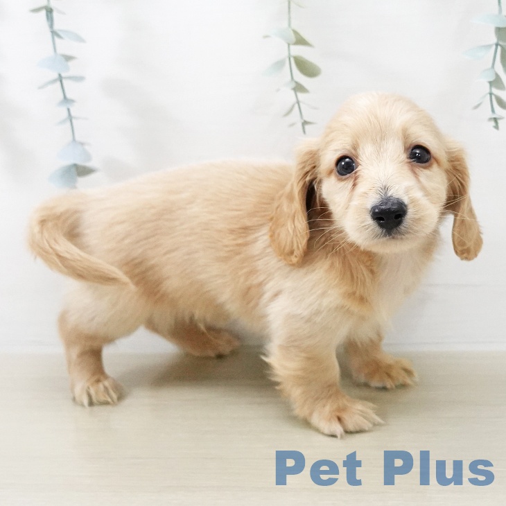 埼玉県のミニチュアダックスフンド(ロング) (ペットプラス 浦和美園店/2025年11月18日生まれ/男の子/レッド)の子犬の1枚目の画像