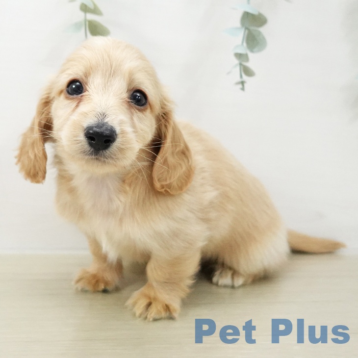 埼玉県のミニチュアダックスフンド(ロング) (ペットプラス 浦和美園店/2025年11月18日生まれ/男の子/レッド)の子犬の2枚目の画像