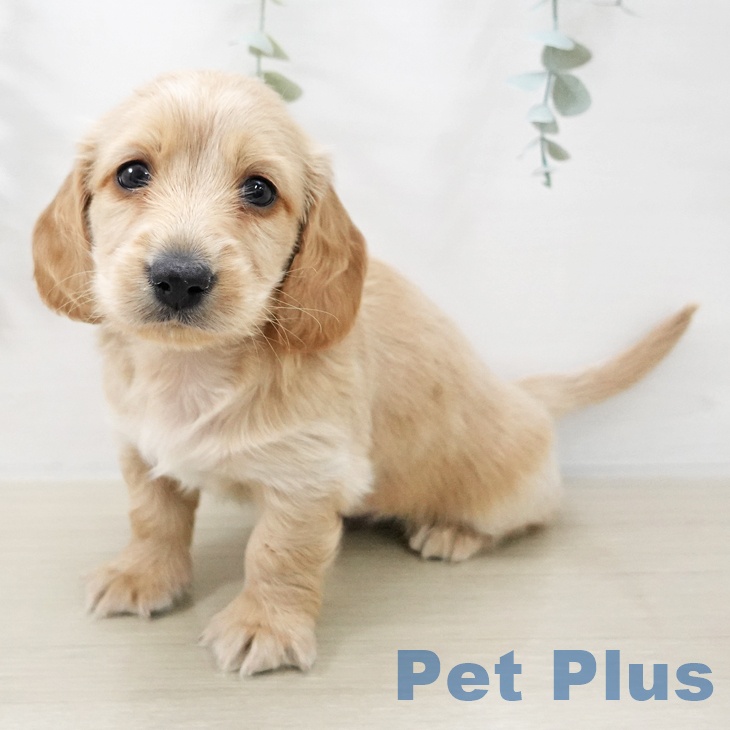 埼玉県のミニチュアダックスフンド(ロング) (ペットプラス 羽生店/2025年11月18日生まれ/男の子/レッド)の子犬の1枚目の画像