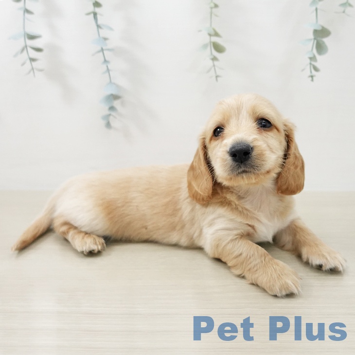 埼玉県のミニチュアダックスフンド(ロング) (ペットプラス 羽生店/2025年11月18日生まれ/男の子/レッド)の子犬の2枚目の画像