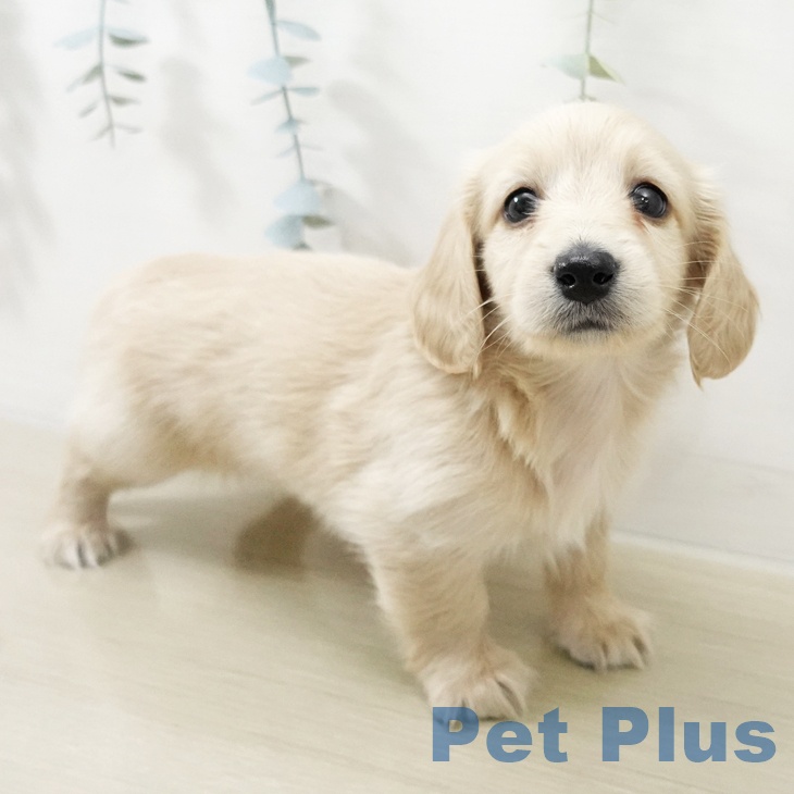 東京都のミニチュアダックスフンド(ロング) (ペットプラス 日の出店/2025年11月18日生まれ/男の子/イエロー)の子犬の1枚目の画像