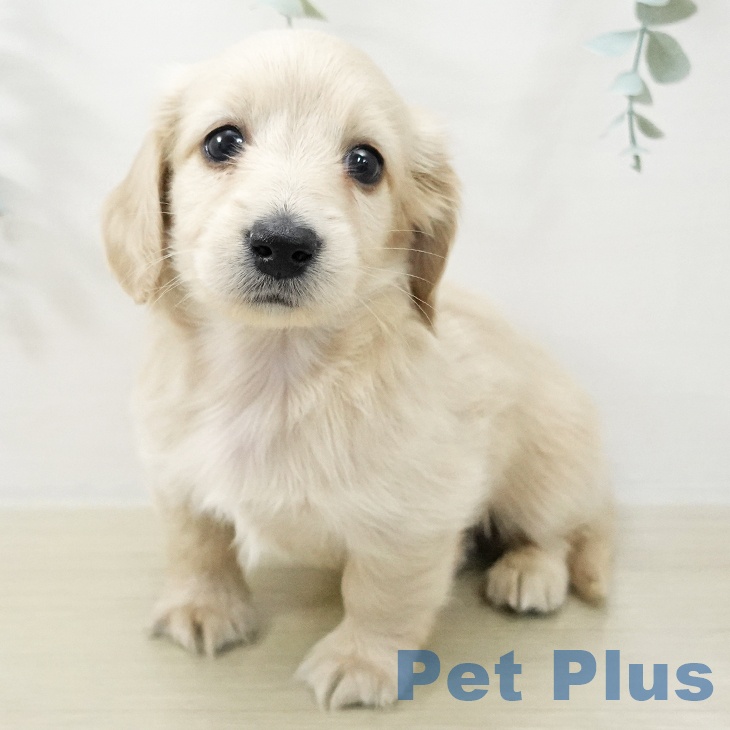 東京都のミニチュアダックスフンド(ロング) (ペットプラス 日の出店/2025年11月18日生まれ/男の子/イエロー)の子犬の2枚目の画像