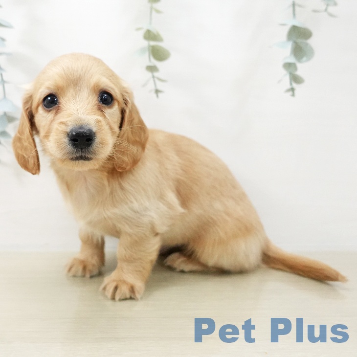 神奈川県のミニチュアダックスフンド(ロング) (ペットプラス テラスモール湘南店/2025年11月18日生まれ/女の子/レッド)の子犬の1枚目の画像