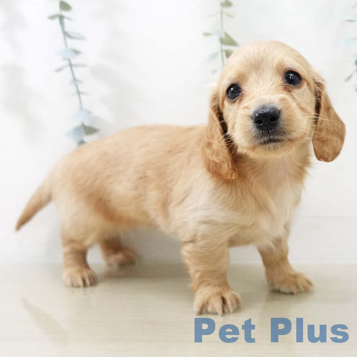 神奈川県のミニチュアダックスフンド(ロング) (ペットプラス テラスモール湘南店/2025年11月18日生まれ/女の子/レッド)の子犬の2枚目の画像