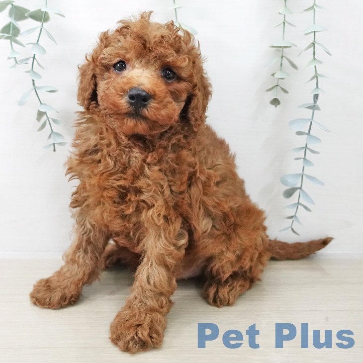 山梨県のトイプードル(トイ) (ペットプラス 甲府昭和店/2025年11月13日生まれ/男の子/レッド)の子犬の1枚目の画像