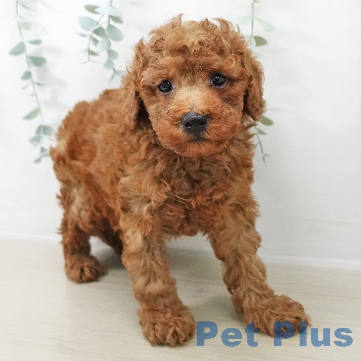 山梨県のトイプードル(トイ) (ペットプラス 甲府昭和店/2025年11月13日生まれ/男の子/レッド)の子犬の2枚目の画像