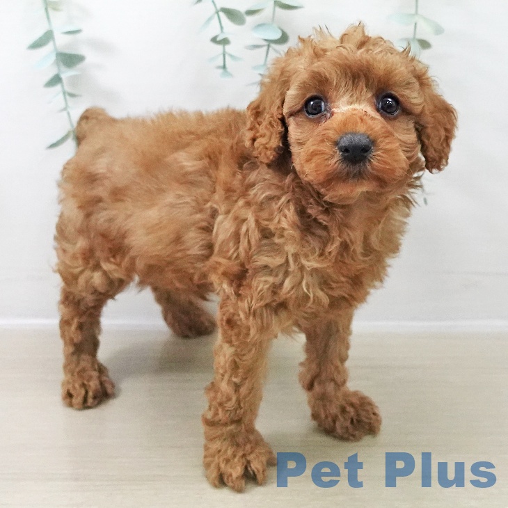 東京都のトイプードル(トイ) (ペッツワン 青梅インター店/2025年11月13日生まれ/女の子/アプリコット)の子犬の1枚目の画像