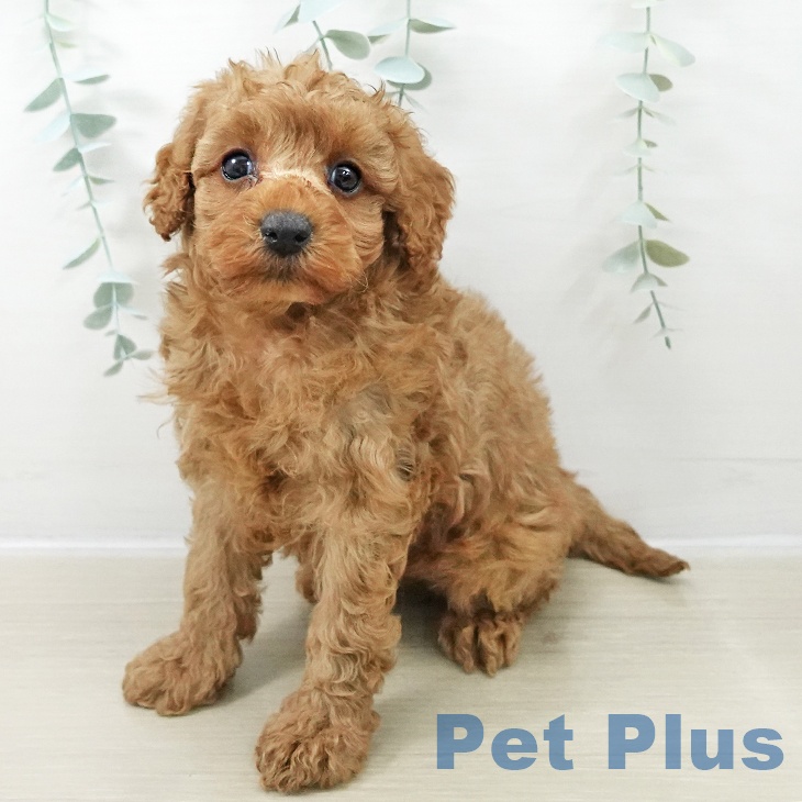 東京都のトイプードル(トイ) (ペッツワン 青梅インター店/2025年11月13日生まれ/女の子/アプリコット)の子犬の2枚目の画像