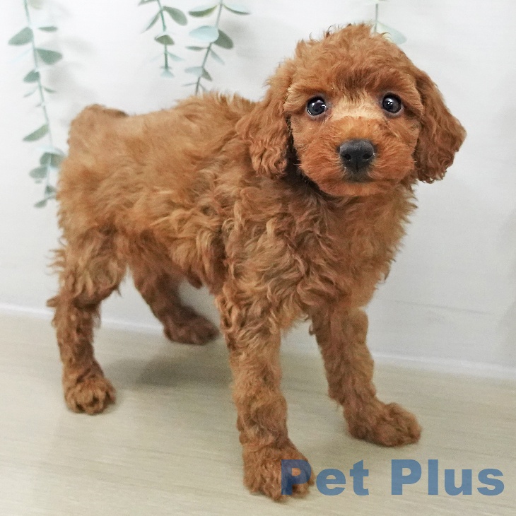 千葉県のトイプードル(トイ) (ペッツワン 千葉ニュータウン店/2025年11月13日生まれ/女の子/レッド)の子犬の1枚目の画像