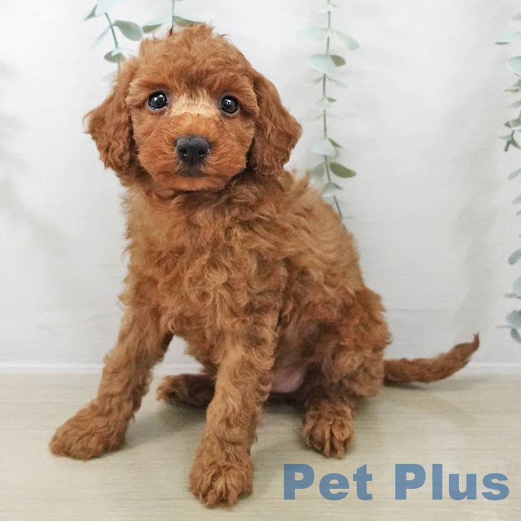 千葉県のトイプードル(トイ) (ペッツワン 千葉ニュータウン店/2025年11月13日生まれ/女の子/レッド)の子犬の2枚目の画像