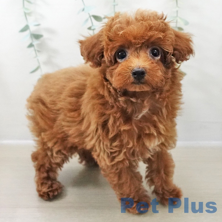 神奈川県のトイプードル(トイ) (ペットプラス 相模原並木店/2025年11月5日生まれ/女の子/レッド)の子犬の1枚目の画像