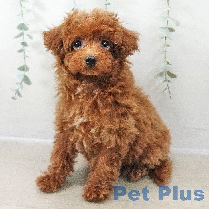 神奈川県のトイプードル(トイ) (ペットプラス 相模原並木店/2025年11月5日生まれ/女の子/レッド)の子犬の2枚目の画像