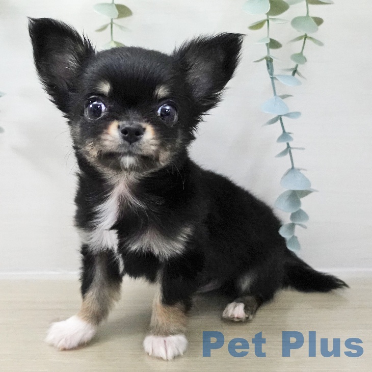埼玉県のチワワ(ロング) (ペットプラス 羽生店/2025年11月17日生まれ/男の子/ブラックタンホワイト)の子犬の1枚目の画像