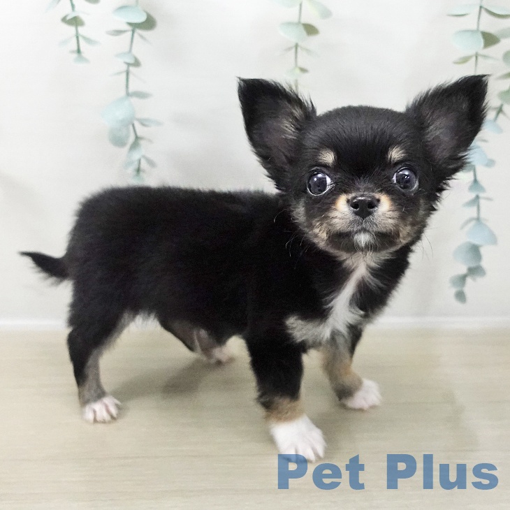 埼玉県のチワワ(ロング) (ペットプラス 羽生店/2025年11月17日生まれ/男の子/ブラックタンホワイト)の子犬の2枚目の画像