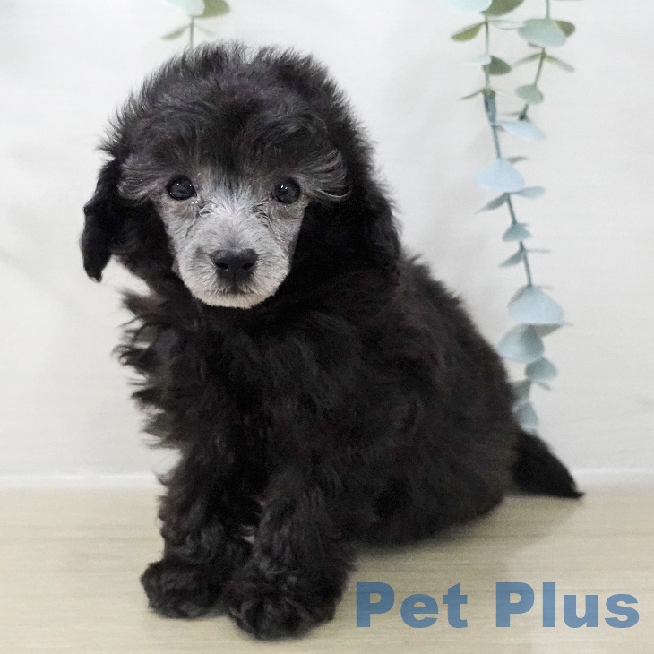 埼玉県のトイプードル(トイ) (ペットプラス ららぽーと新三郷店/2025年11月19日生まれ/男の子/グレー)の子犬の1枚目の画像