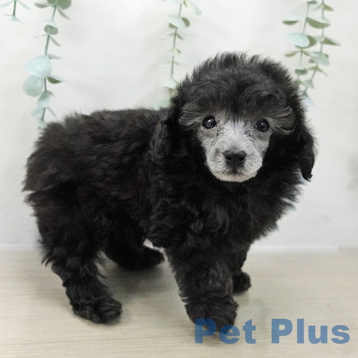 埼玉県のトイプードル(トイ) (ペットプラス ららぽーと新三郷店/2025年11月19日生まれ/男の子/グレー)の子犬の2枚目の画像