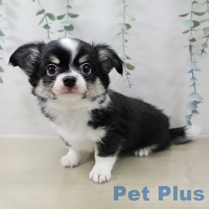 茨城県のチワワ(ロング) (ペッツワン 古河店/2025年11月15日生まれ/男の子/ブラックタンホワイト)の子犬の2枚目の画像