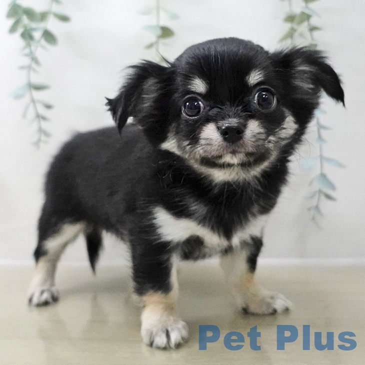 千葉県のチワワ(ロング) (ペットプラス コトエ流山おおたかの森店/2025年11月15日生まれ/女の子/ブラックタン)の子犬の1枚目の画像