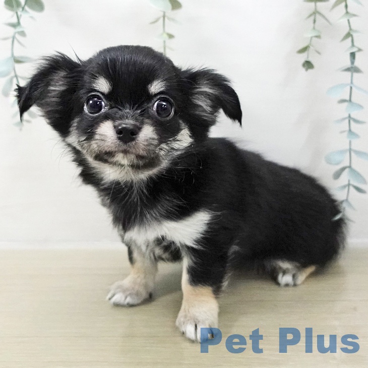 千葉県のチワワ(ロング) (ペットプラス コトエ流山おおたかの森店/2025年11月15日生まれ/女の子/ブラックタン)の子犬の2枚目の画像