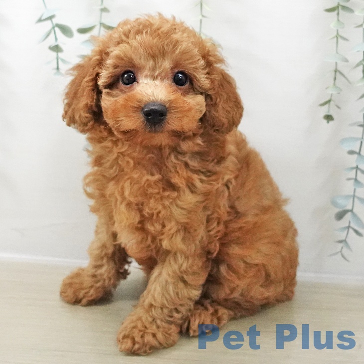 神奈川県のトイプードル(トイ) (ペッツワン 横須賀久里浜店/2025年11月15日生まれ/男の子/レッド)の子犬の1枚目の画像