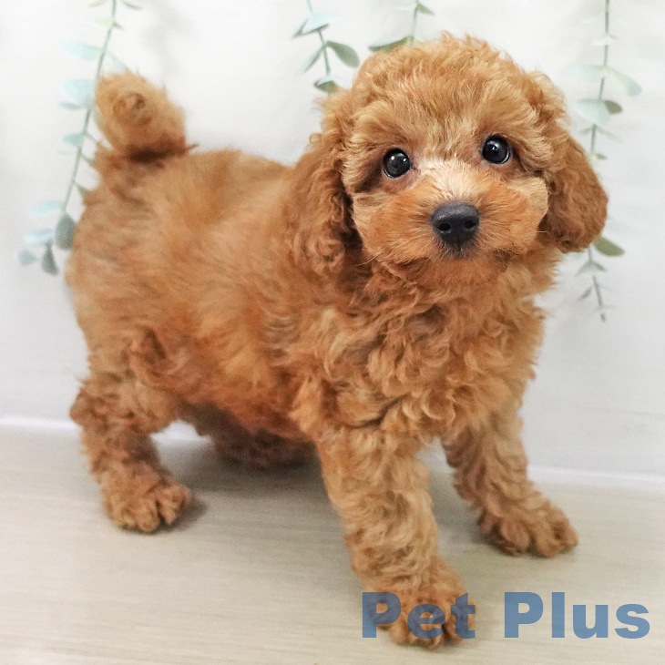 神奈川県のトイプードル(トイ) (ペッツワン 横須賀久里浜店/2025年11月15日生まれ/男の子/レッド)の子犬の2枚目の画像