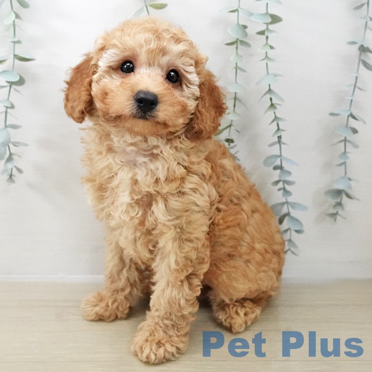 神奈川県のトイプードル(トイ) (ペットプラス 川崎ルフロン店/2025年11月15日生まれ/男の子/アプリコット)の子犬の1枚目の画像