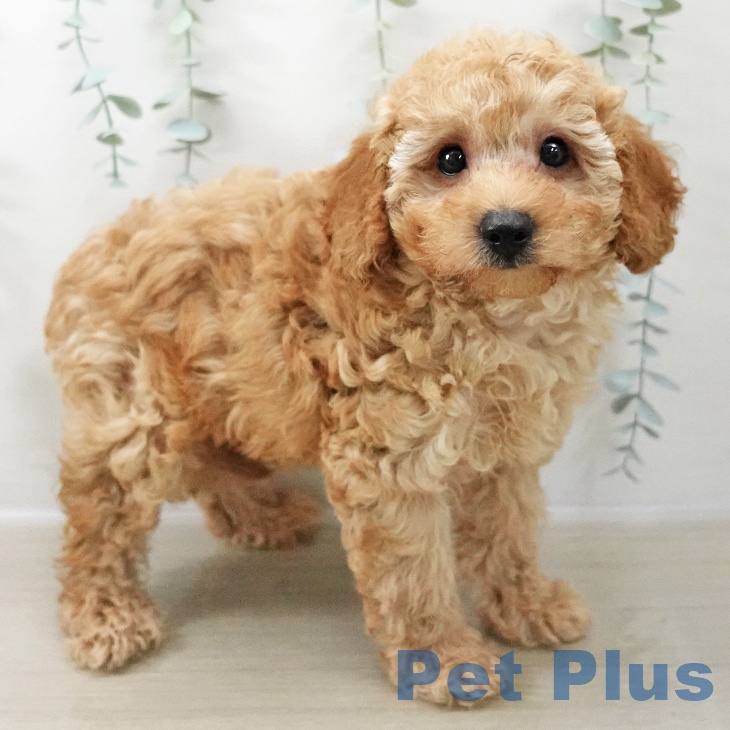 神奈川県のトイプードル(トイ) (ペットプラス 川崎ルフロン店/2025年11月15日生まれ/男の子/アプリコット)の子犬の2枚目の画像