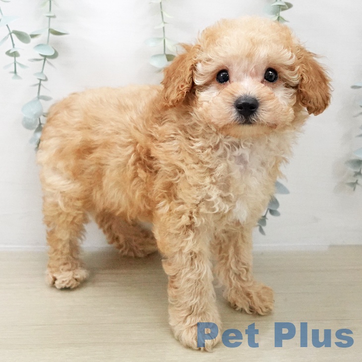 山梨県のトイプードル(トイ) (ペットプラス 甲府昭和店/2025年11月15日生まれ/男の子/アプリコット)の子犬の1枚目の画像