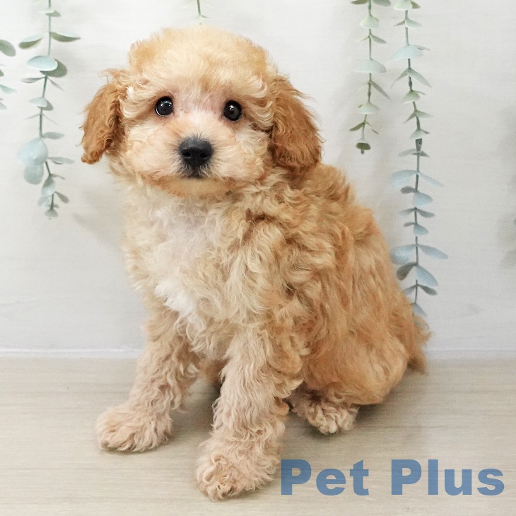 山梨県のトイプードル(トイ) (ペットプラス 甲府昭和店/2025年11月15日生まれ/男の子/アプリコット)の子犬の2枚目の画像