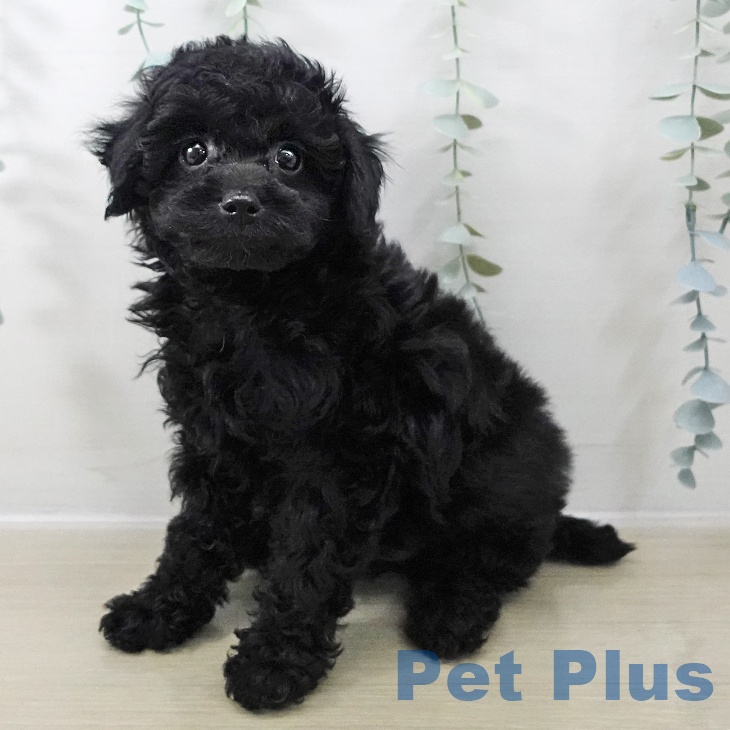 青森県のトイプードル(トイ) (ペットプラス 青森浜田店/2025年11月17日生まれ/女の子/ブラック)の子犬の1枚目の画像