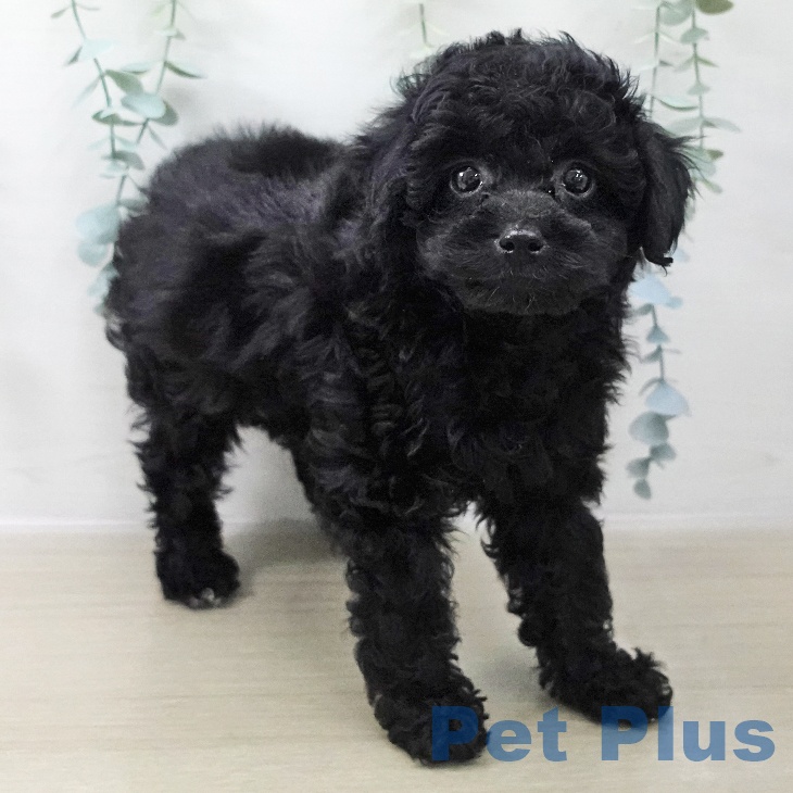 青森県のトイプードル(トイ) (ペットプラス 青森浜田店/2025年11月17日生まれ/女の子/ブラック)の子犬の2枚目の画像