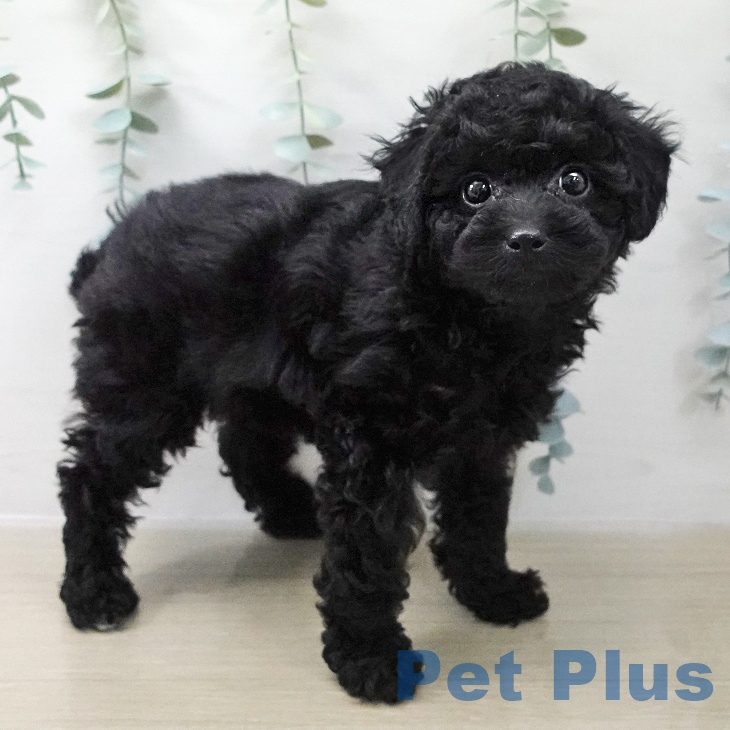 福島県のトイプードル(トイ) (ペットプラス 福島店/2025年11月17日生まれ/女の子/ブラック)の子犬