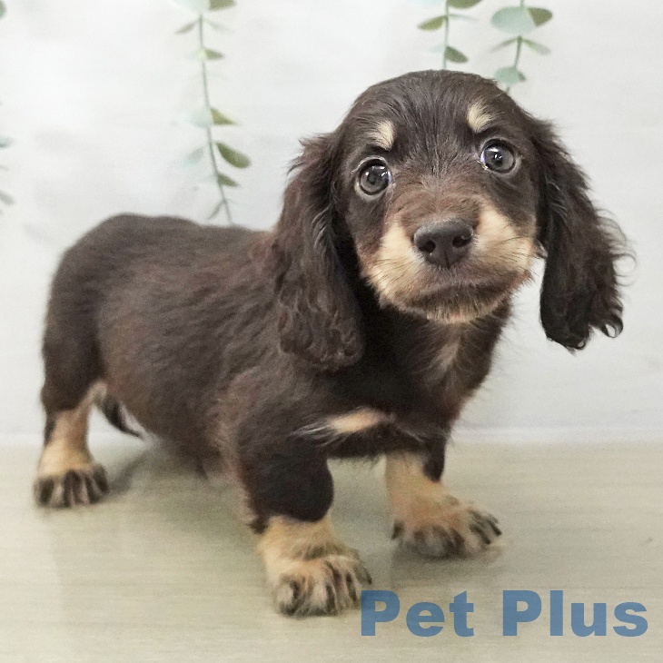 東京都のミニチュアダックスフンド(ロング) (ペットプラス 日の出店/2025年11月18日生まれ/男の子/チョコレートイエロー)の子犬の2枚目の画像