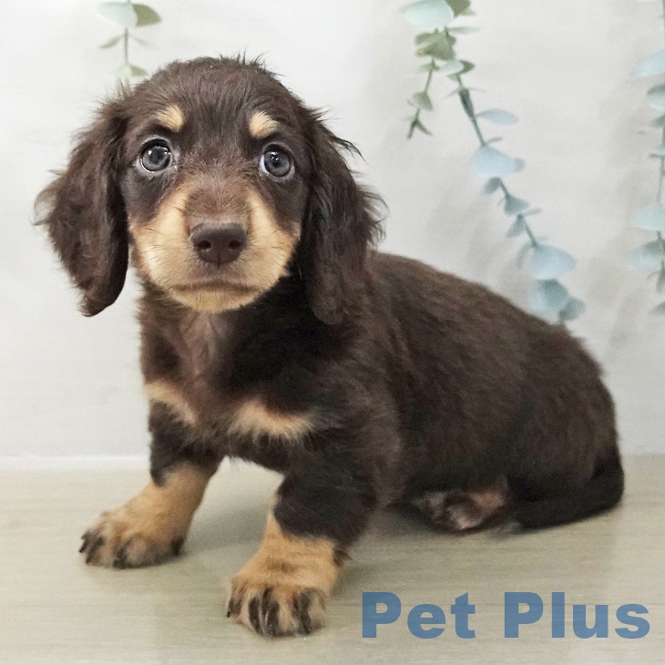 埼玉県のミニチュアダックスフンド(ロング) (ペットプラス 上尾店/2025年11月18日生まれ/男の子/チョコレートイエロー)の子犬の1枚目の画像