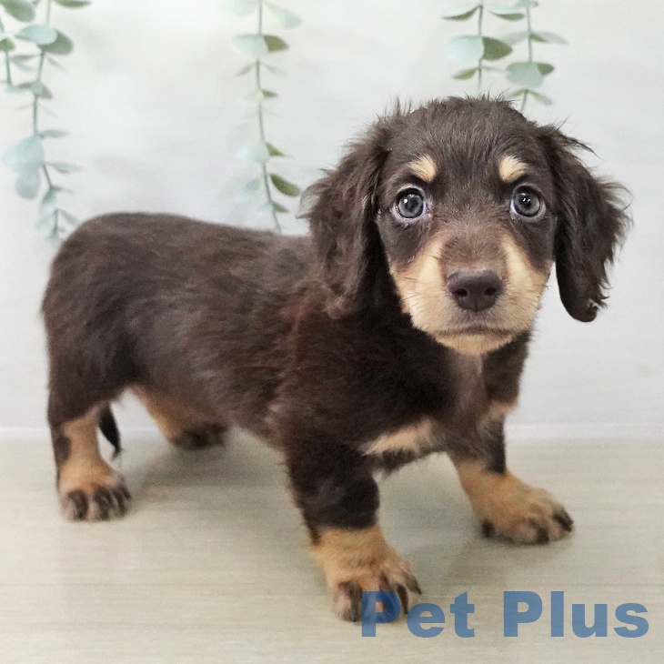 埼玉県のミニチュアダックスフンド(ロング) (ペットプラス 上尾店/2025年11月18日生まれ/男の子/チョコレートイエロー)の子犬の2枚目の画像